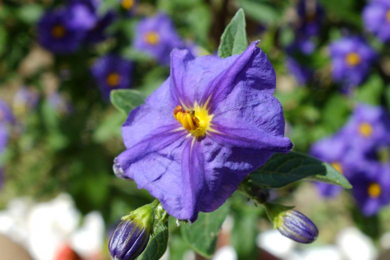 Free stock image of Purple Flower created by Stephan Gerlach