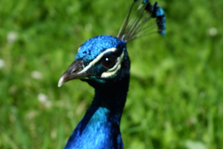 Free stock image of Peacock created by Stephan Gerlach