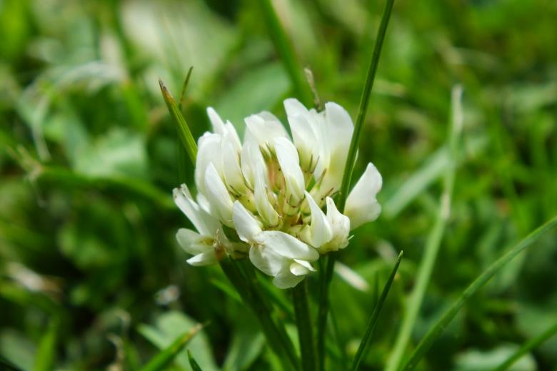 Free stock image of White Flower created by Stephan Gerlach
