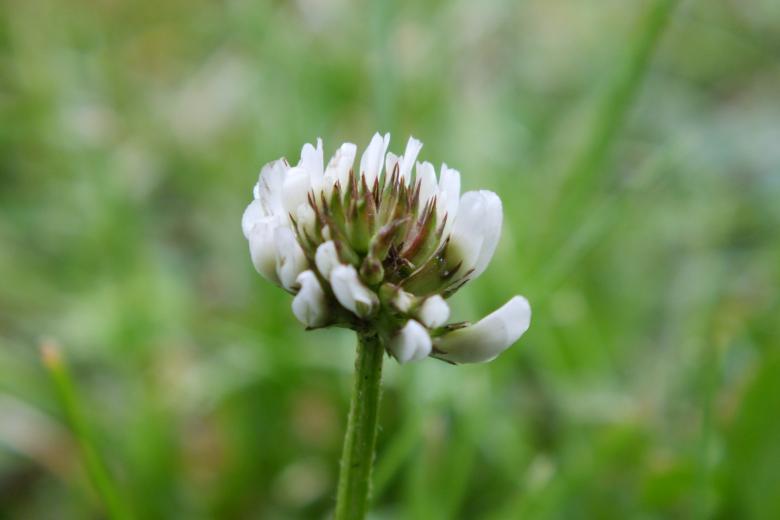 Free stock image of White Flower created by Stephan Gerlach