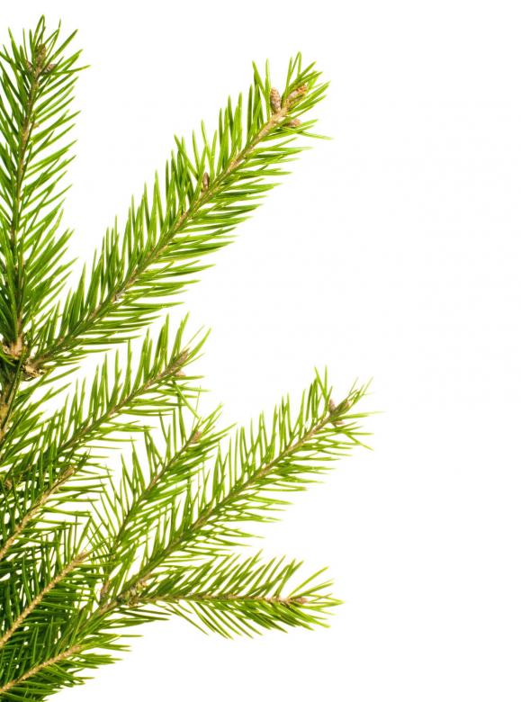 Free stock image of Fir created by 2happy