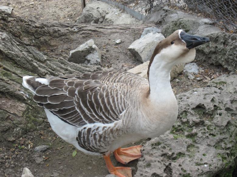 Free stock image of Wild geese created by Boris Kyurkchiev