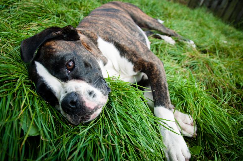 Free stock image of Boxer dog lying on grass created by Luka