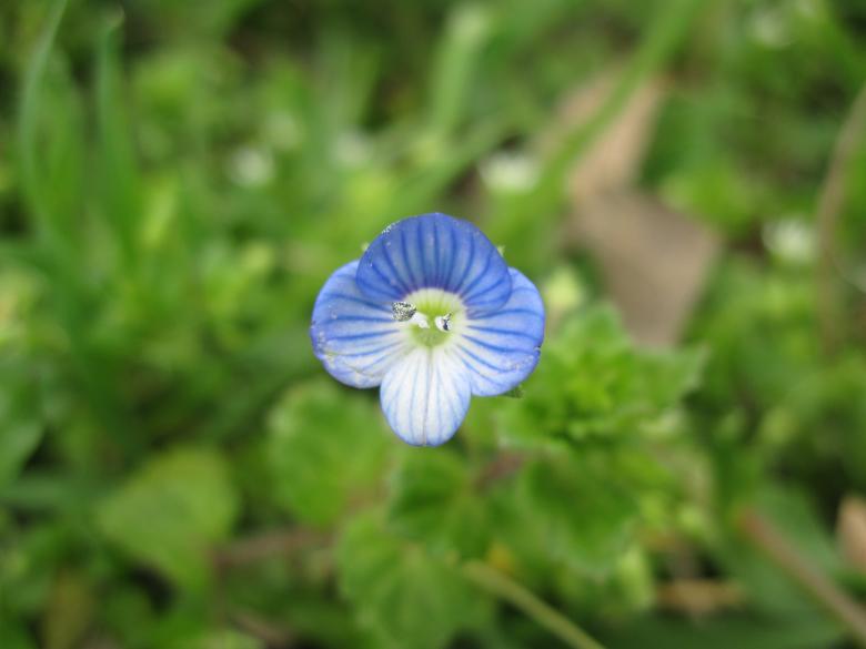 Free stock image of Tiny beautiful blue flower created by Boris Kyurkchiev