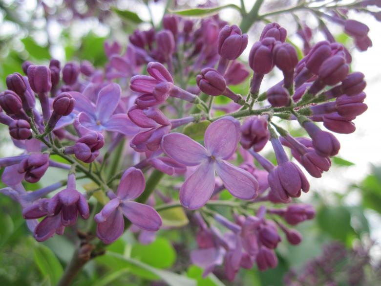 Free stock image of Lilac blossoms created by Boris Kyurkchiev