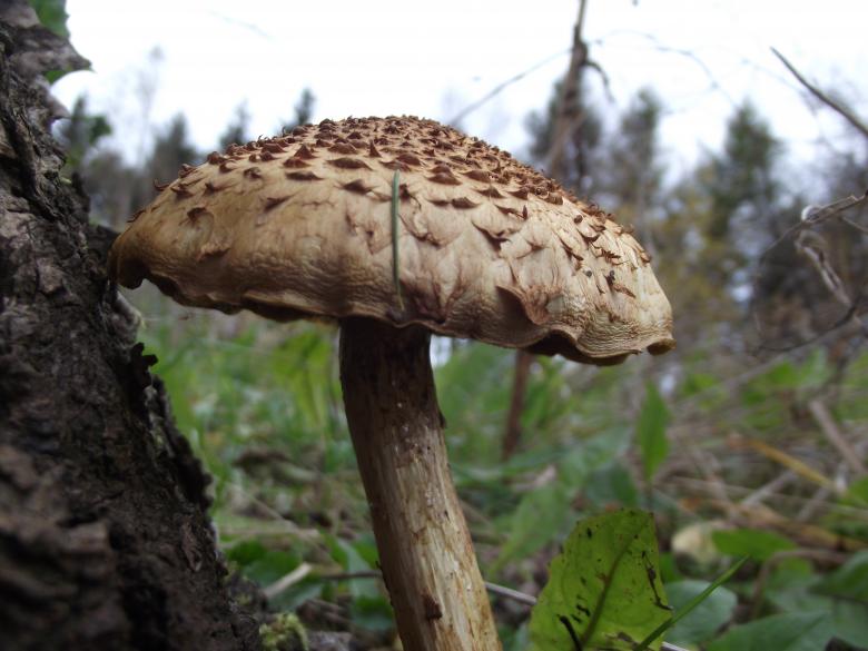 Free stock image of Poisonous mushroom. created by Janis Urtans