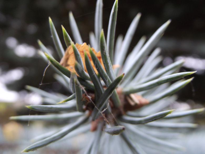Free stock image of Silver fir tree created by Janis Urtans