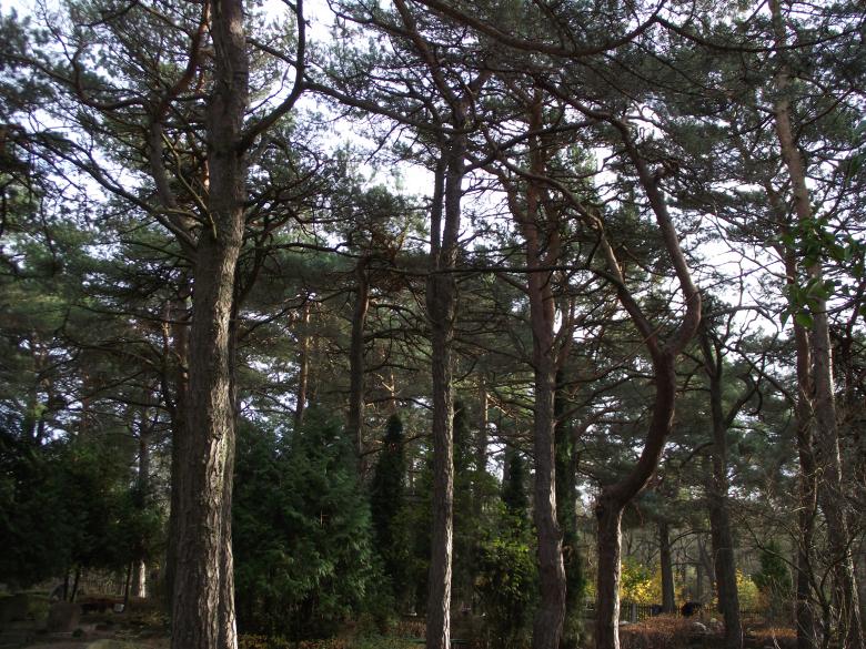 Free stock image of Graveyard pines created by Janis Urtans