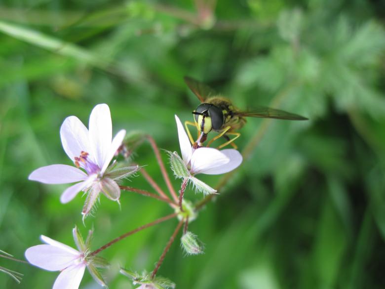 Free stock image of Wasp on a purple flower created by Boris Kyurkchiev