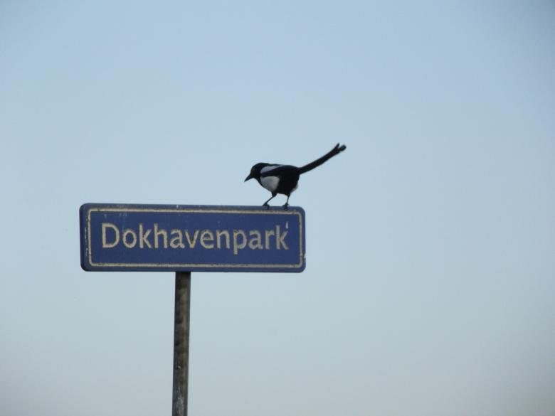 Free stock image of Bird on road sign created by Janis Urtans