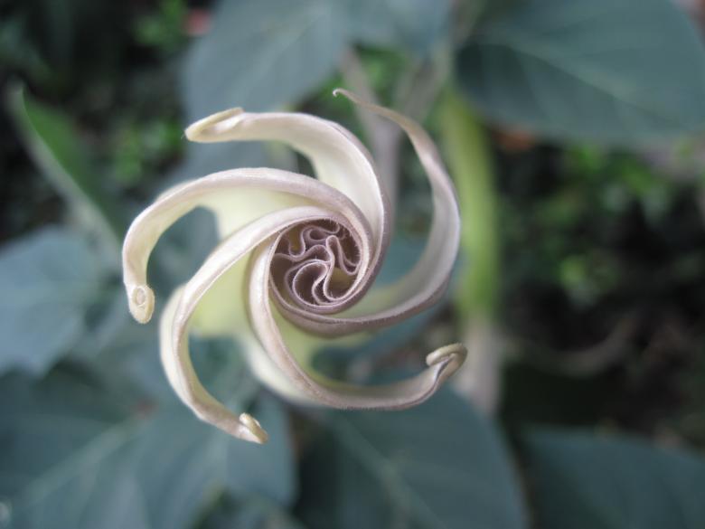 Free stock image of Swirling young white flower created by Boris Kyurkchiev