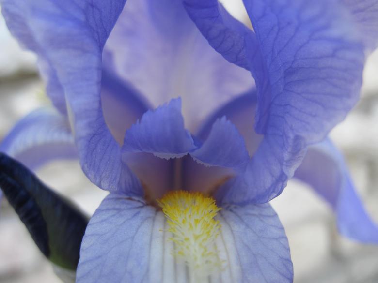 Free stock image of Inside a blue Iris flower created by Boris Kyurkchiev
