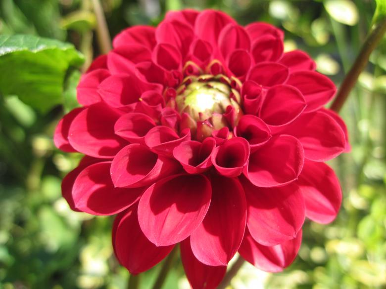 Free stock image of Beautiful red flower created by Boris Kyurkchiev
