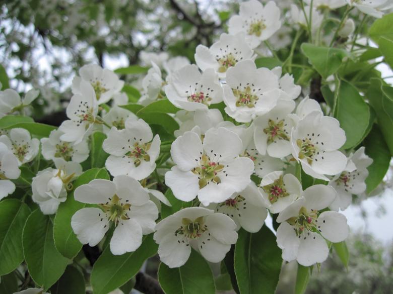 Free stock image of White blossoms created by Boris Kyurkchiev