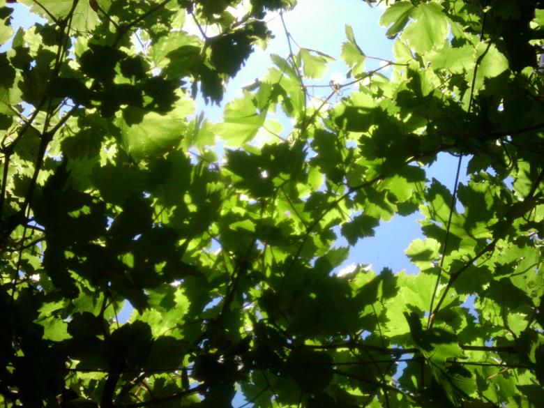 Free stock image of Green grape leafs created by Boris Kyurkchiev