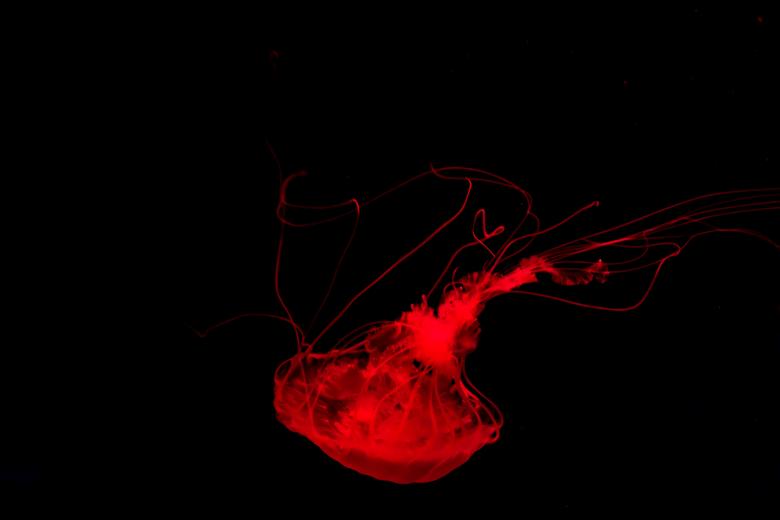 Free stock image of Jelly Fish created by Geoffrey Whiteway