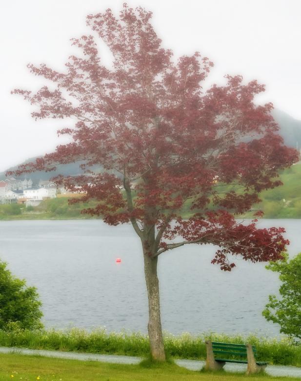 Free stock image of Red Maple created by Geoffrey Whiteway