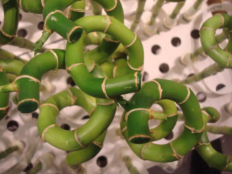 Free stock image of Bamboo plants created by Boris Kyurkchiev