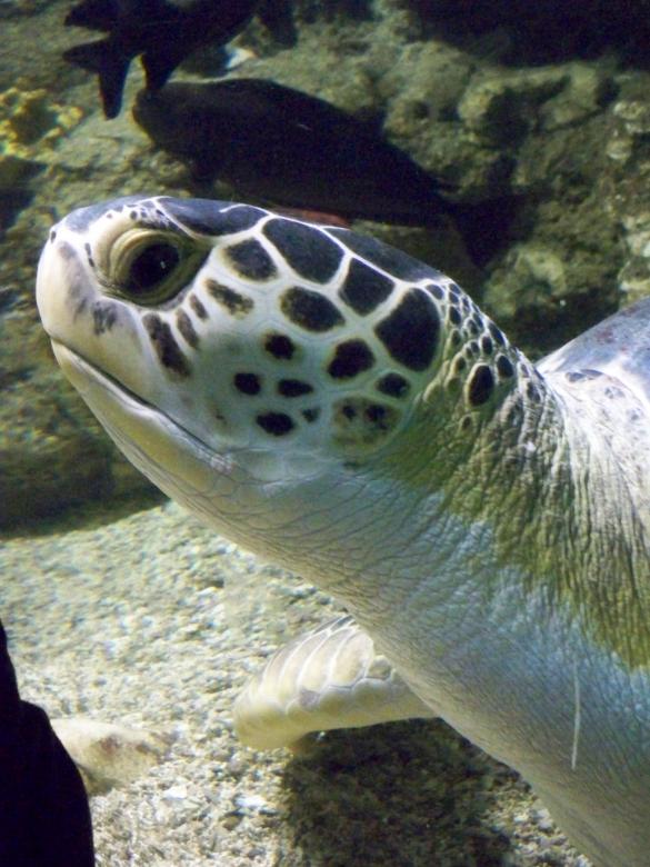 Free stock image of Curious Turtle created by Michele Prudente