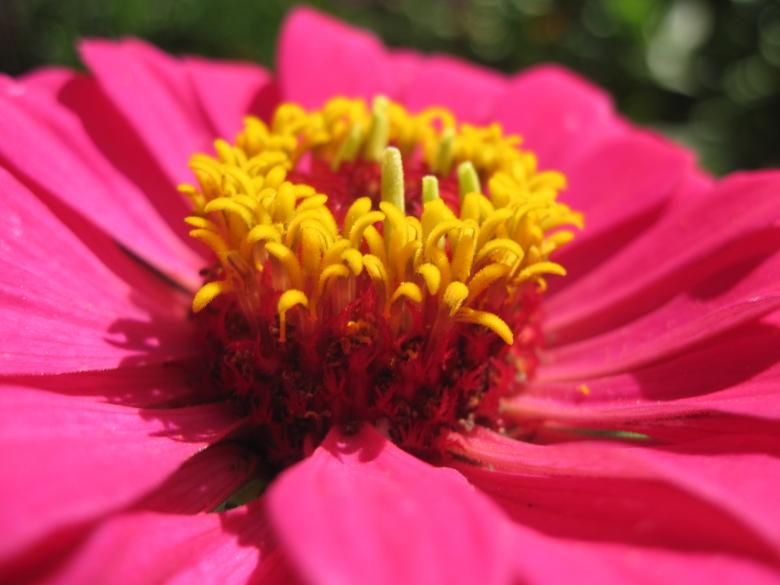 Free stock image of Gorgeous pink flower macro created by Boris Kyurkchiev