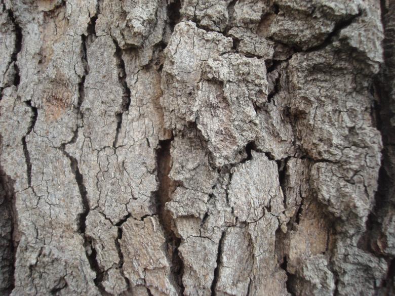 Free stock image of Dry wood texture created by Boris Kyurkchiev