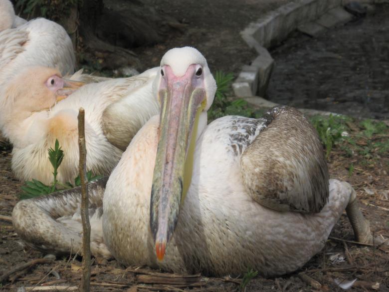 Free stock image of White pelicans resting created by Boris Kyurkchiev