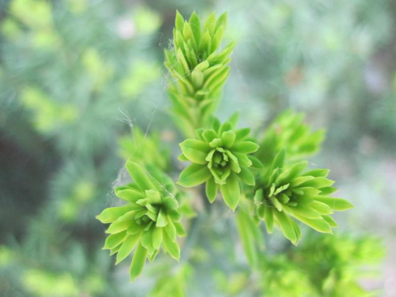Free stock image of Young green plant created by Boris Kyurkchiev