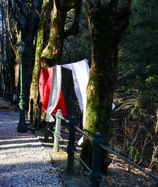 Free stock image of Colors in the forest created by Octavian