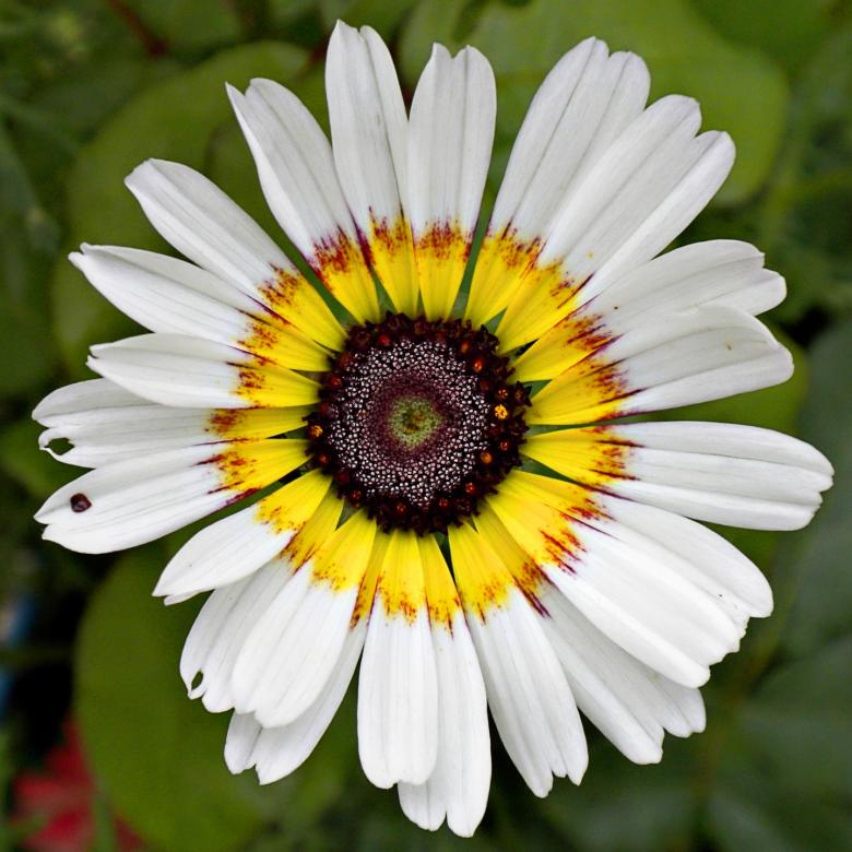 Free stock image of Colorful Flower created by Joseph Hart