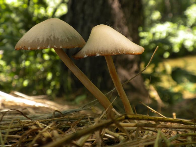 Free stock image of Mushrooms created by Joseph Hart