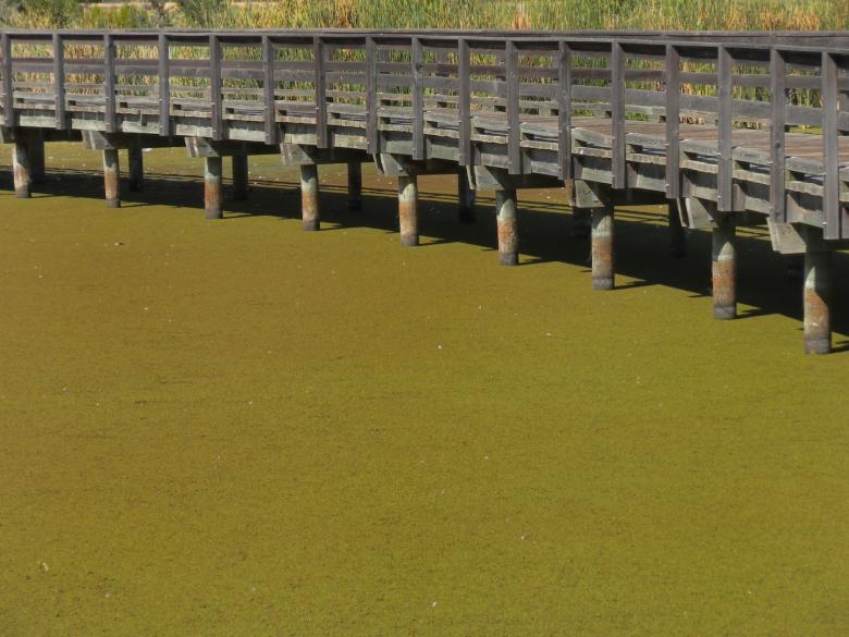 Free stock image of Bridge over Duckweed created by Joseph Hart