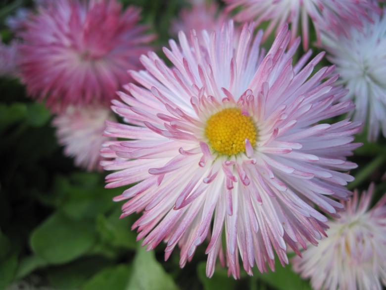 Free stock image of Pink garden flowers created by Boris Kyurkchiev