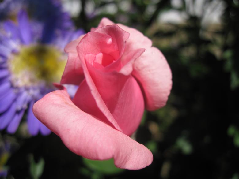 Free stock image of Beautiful pink rose created by Boris Kyurkchiev