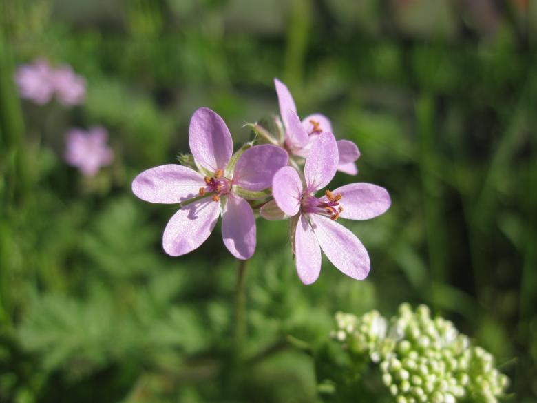 Free stock image of Gentle purple flowers created by Boris Kyurkchiev