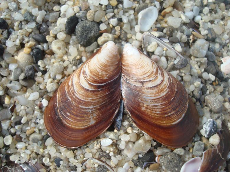 Free stock image of Brown clam shell created by Boris Kyurkchiev