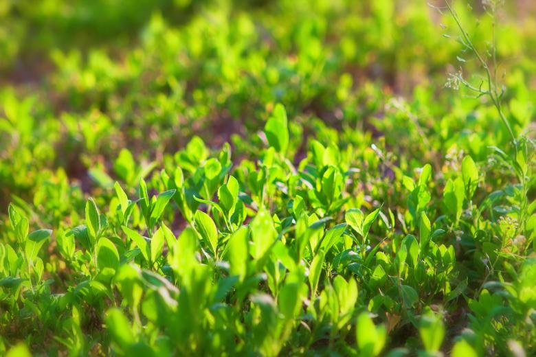 Free stock image of Grass  created by 2happy