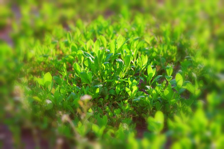 Free stock image of Grass  created by 2happy