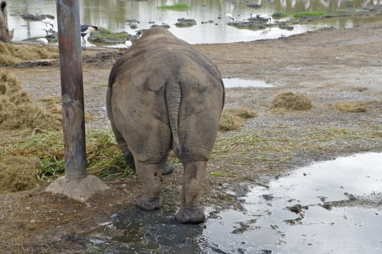 Free stock image of Rhino created by Anthony Nguyen
