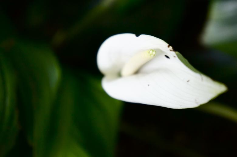 Free stock image of A little bird created by Anthony Nguyen