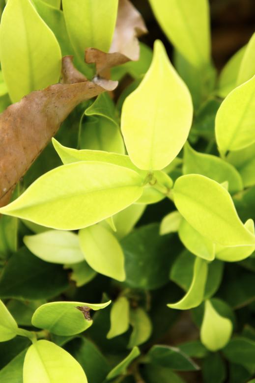 Free stock image of Another green created by Anthony Nguyen