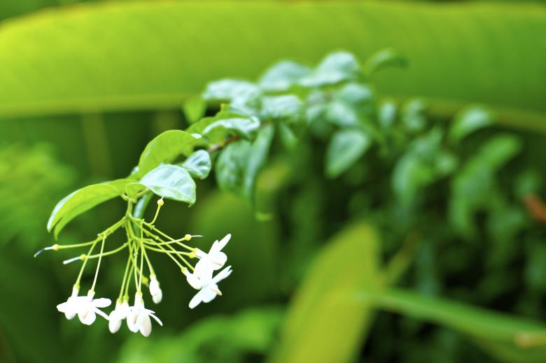Free stock image of Green flower created by Anthony Nguyen