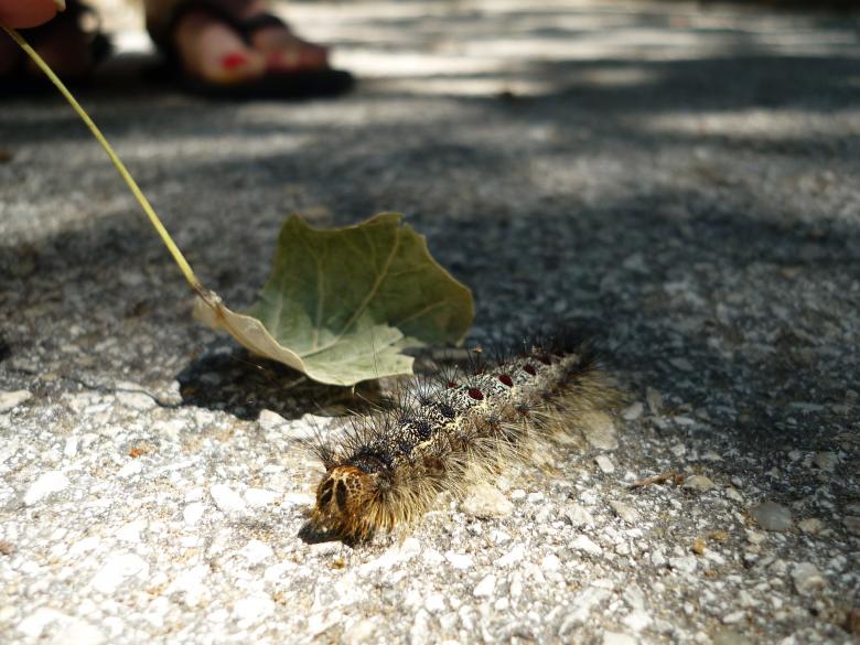Free stock image of Fluffy Caterpillar created by Dimitar Dimitrov