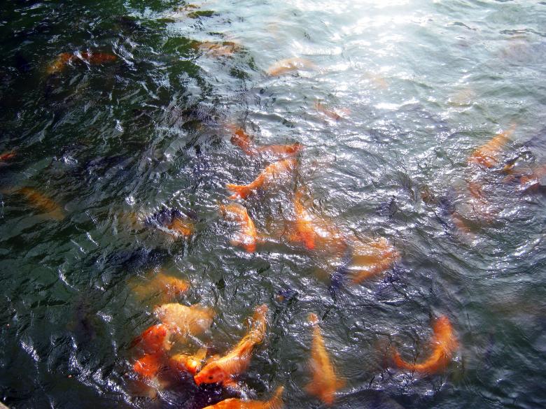 Free stock image of River View created by Bùi Thụy Đào Nguyên