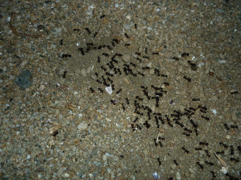 Free stock image of Ants Attack created by Dimitar Dimitrov