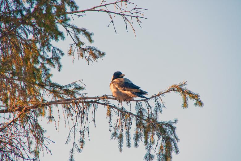 Free stock image of Crow created by 2happy