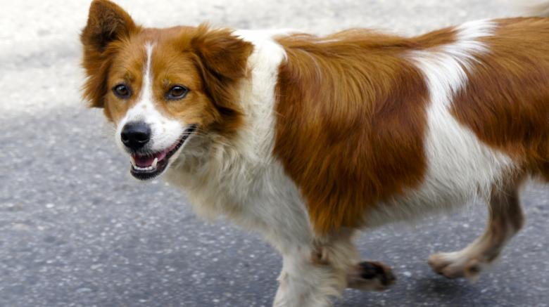 Free stock image of Dog in street created by Anthony Nguyen