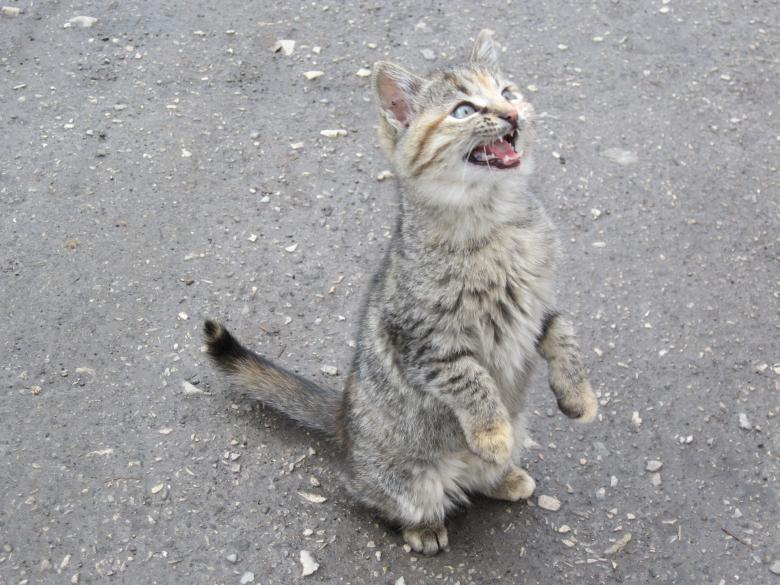 Free stock image of Street cat created by Boris Kyurkchiev