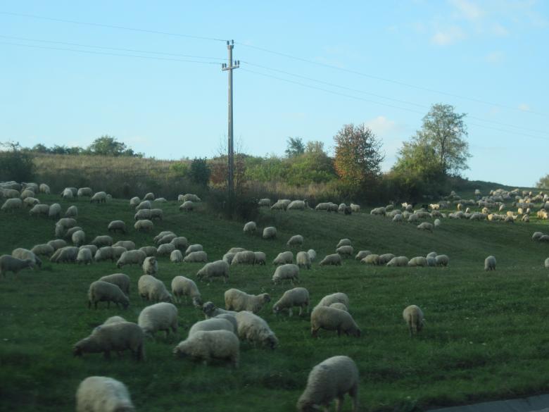 Free stock image of A herd of sheep created by Boris Kyurkchiev