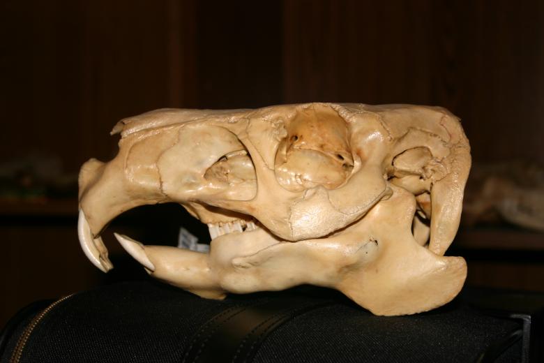 Free stock image of Capybara (Hydrochoerus hydrochaeris) created by Clifford M. Kinsman
