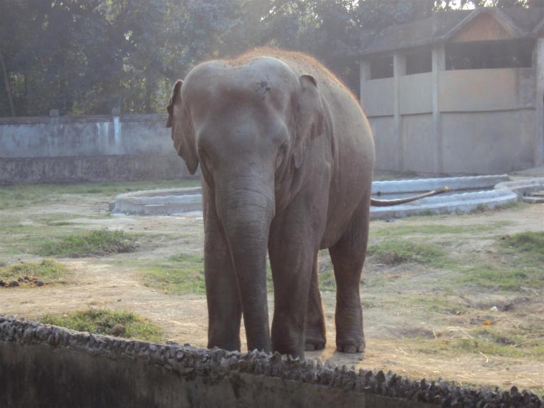 Free stock image of Elephant at Alipur zoo created by sukhdeep singh